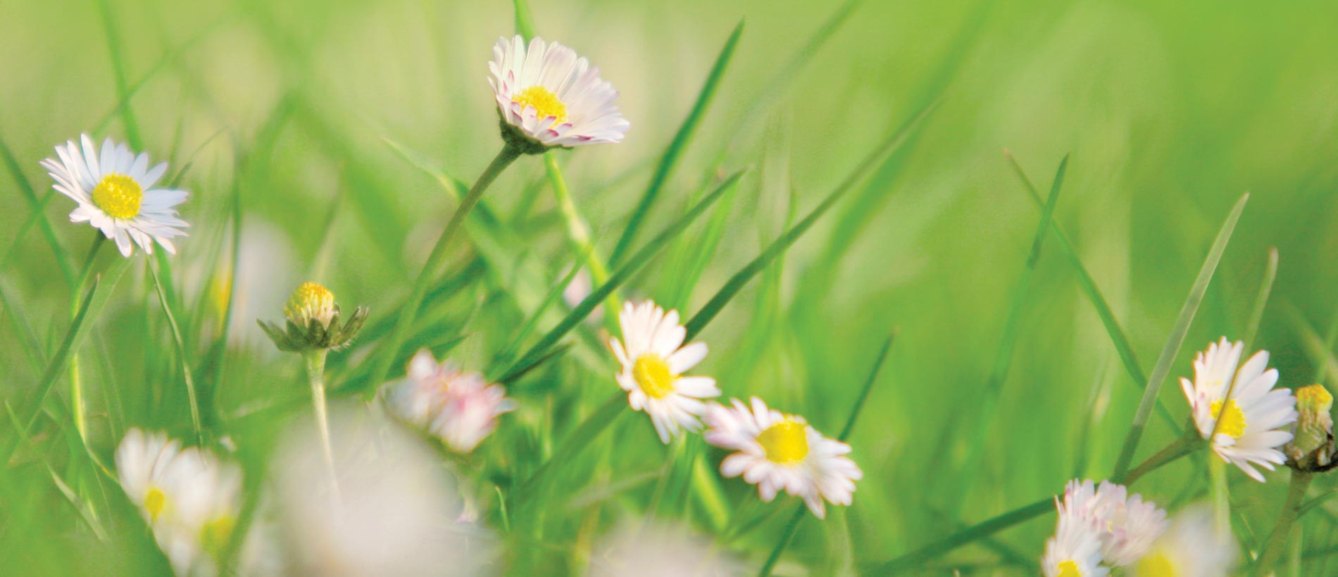 Cropper Grounds Maintenance