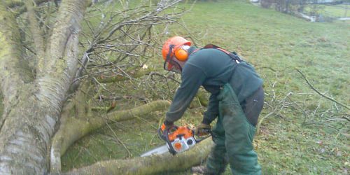 Tree Risk Assessments Cropper Grounds Maintenance
